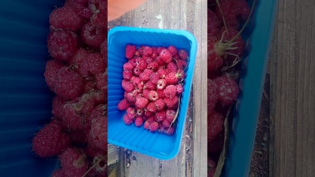 video_1752474494908.mp4