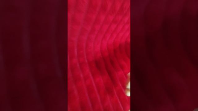 друзья игрушки. Экспериментальный эпизод