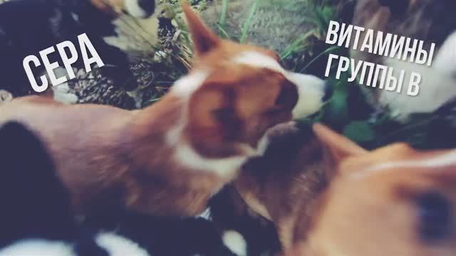 Если пёс ест “это” — в чём причина и как помочь? 🐕⚠️