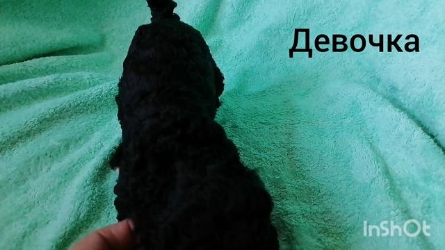 девочка в поиске хозяев