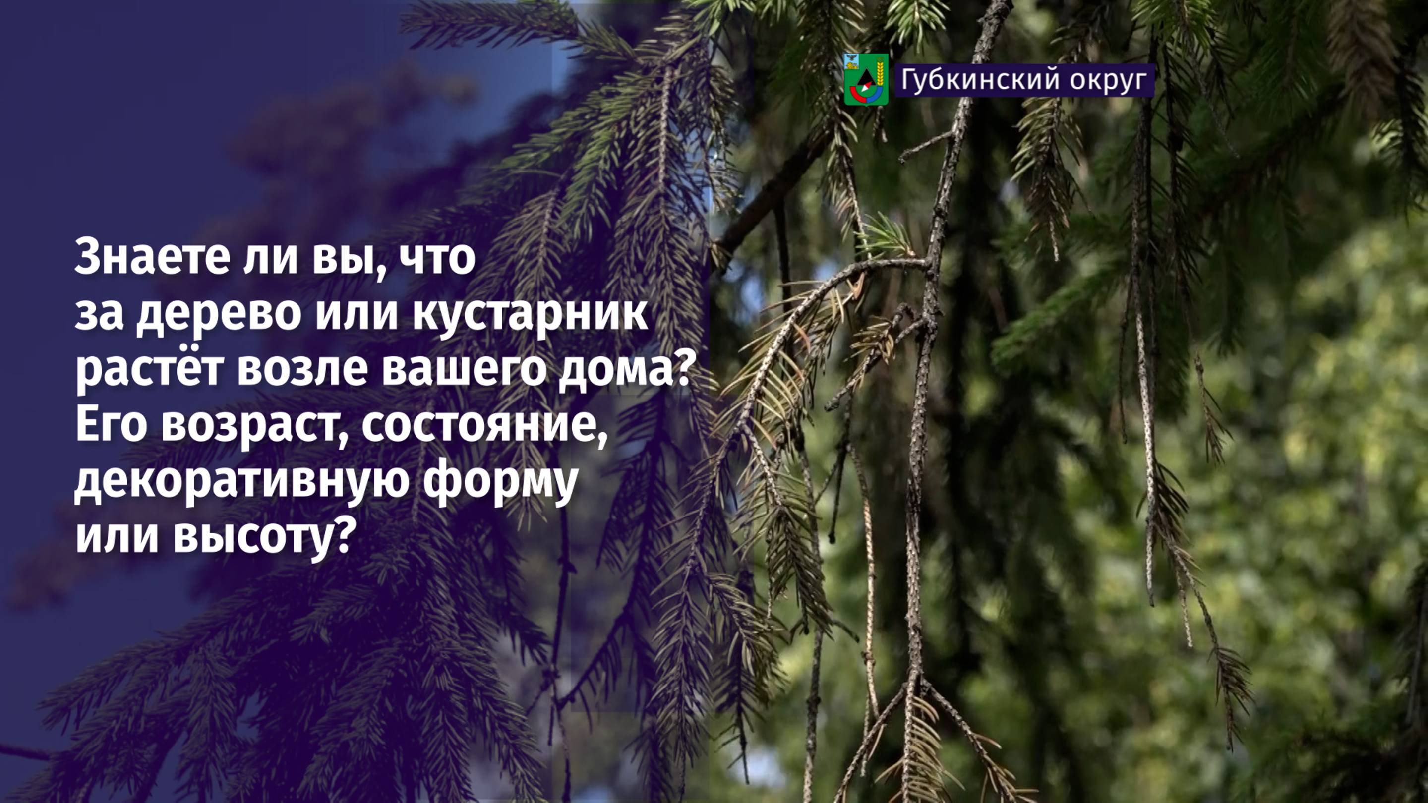 Знаете ли вы, что за дерево или кустарник растёт возле вашего дома?