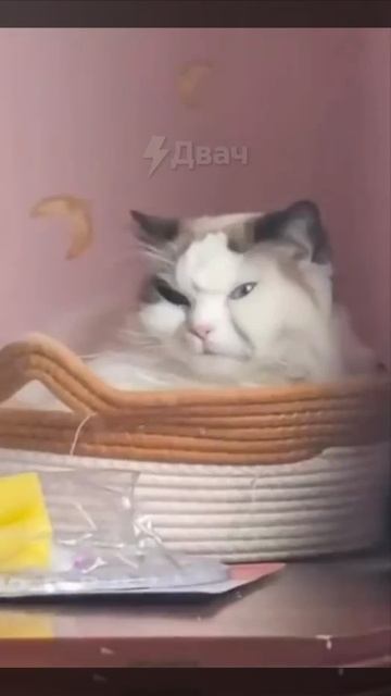 ДОБРОЕ УТРО...