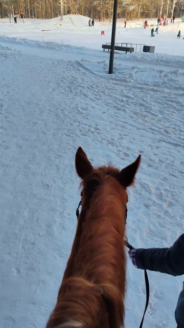 зимняя прогулка 🐎