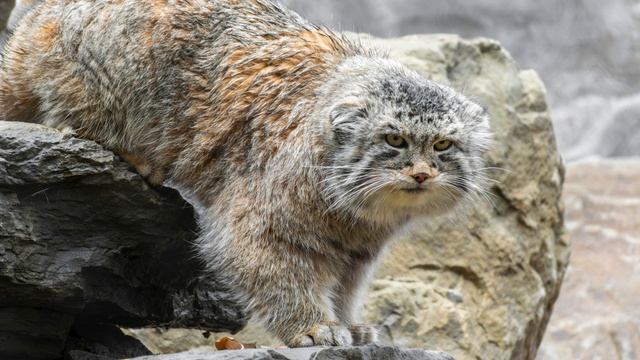 Манул. Древний дух степи