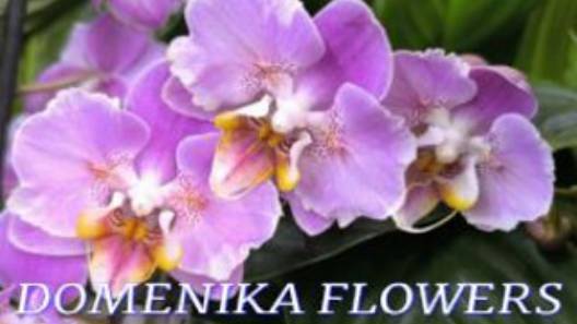 №1099/ СВЕЖИЕ эксклюзивные ОРХИДЕИ в с/ц DOMENIKA FLOWERS