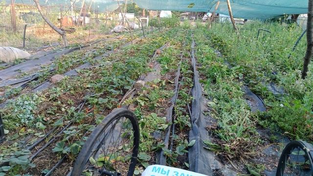 Как вам приспособа, спина спасибо скажет! #телегадляпередвижениявогороде