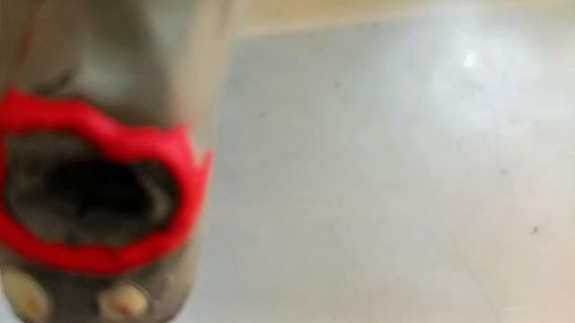 мне попалась ужасная орущая сосиска!