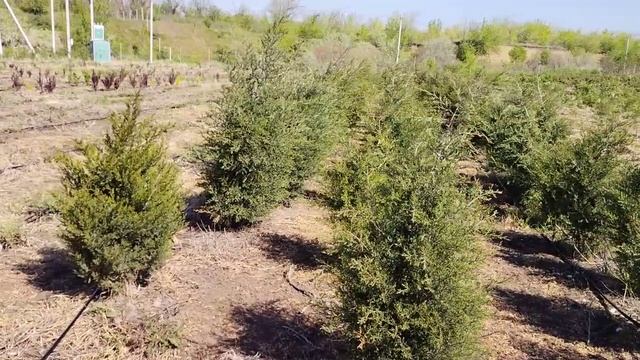 Можжевельник виргинский (Juniperus) h 1,5-1,8м, d 40-60см, ком, шт