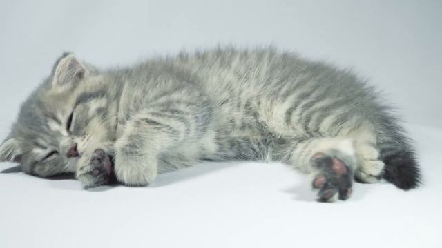mixkit-sleeping-cute-kitten-waking-up-slowly-from-a-nap-45408-medium