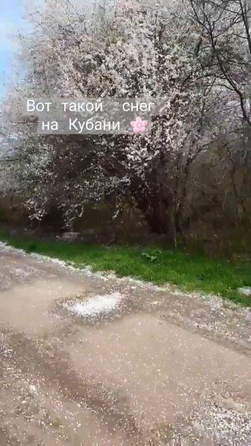 Срочно! "Снег" на Кубани . 04.04.2023 #краснодар #снег #кубань #берегкубани #переезднаюг