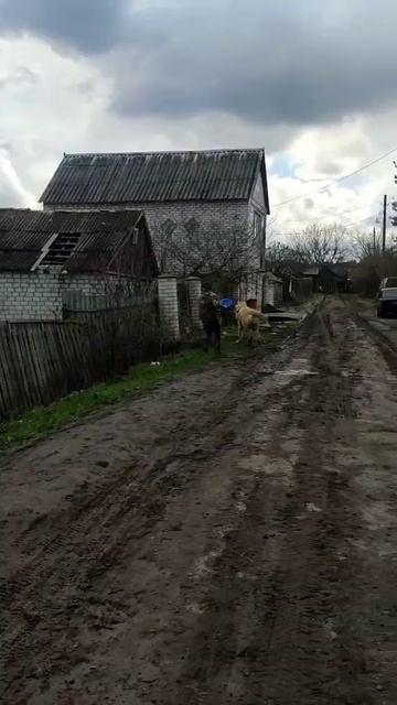 Погулять решил Василий.