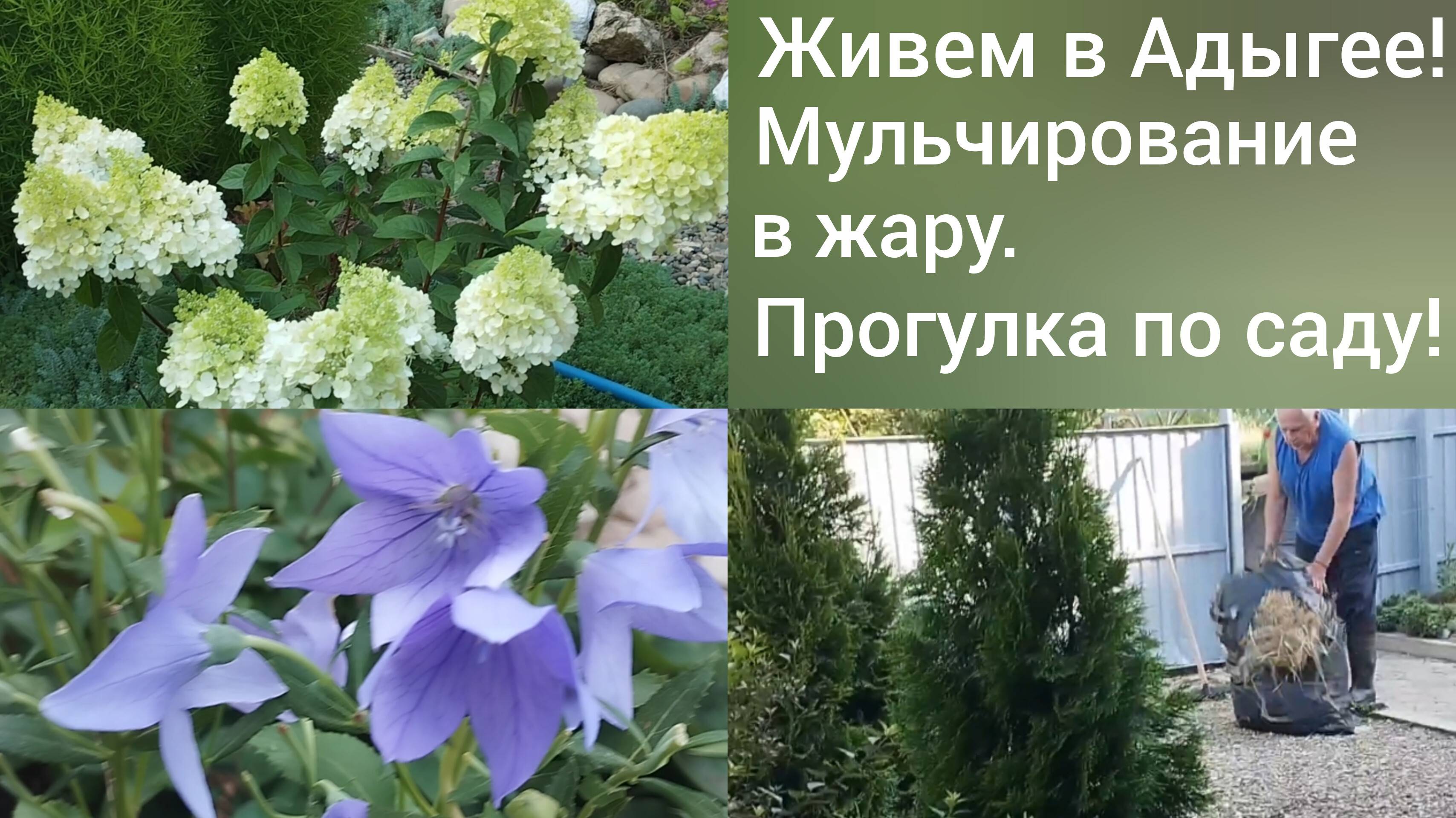 Сибиряки в Адыгее/Мульча для юга/Прогулка по нашему саду 15 июля/