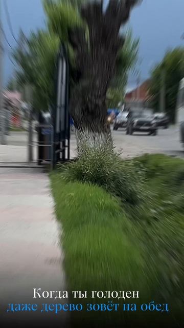Дерево зовёт на обед (16.07.2025)