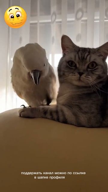 живут как кошка с попугаем
