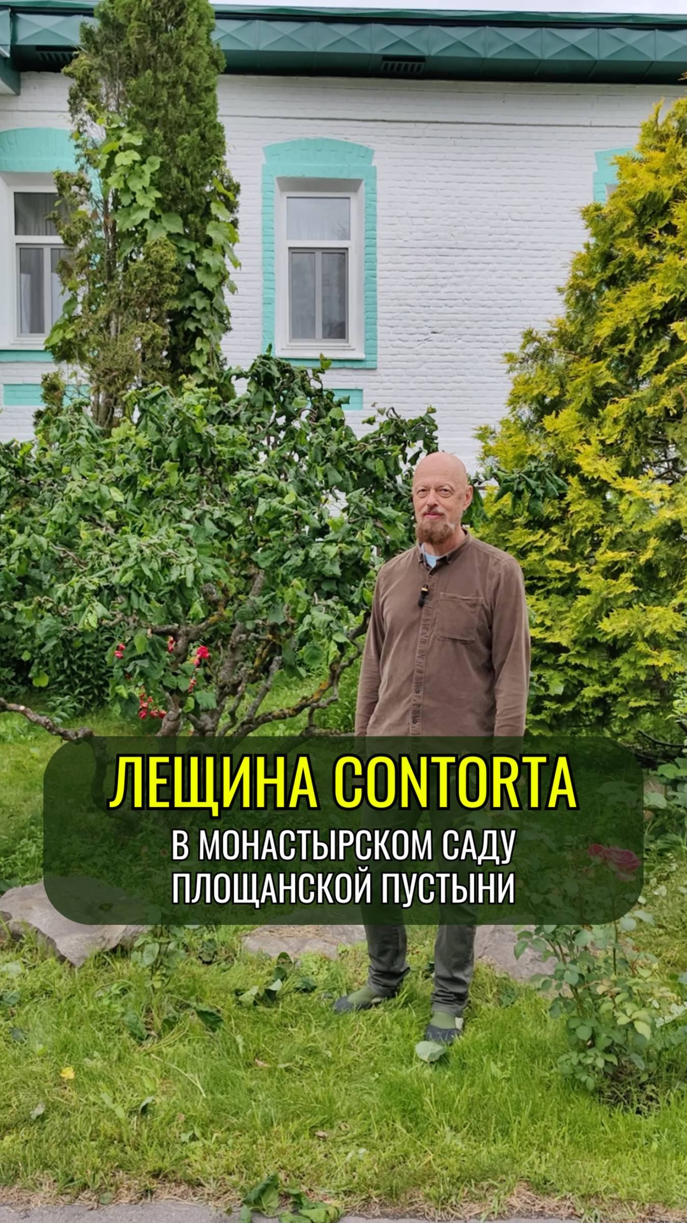 Лещина Contorta в Площанской пустыни, Брянская область