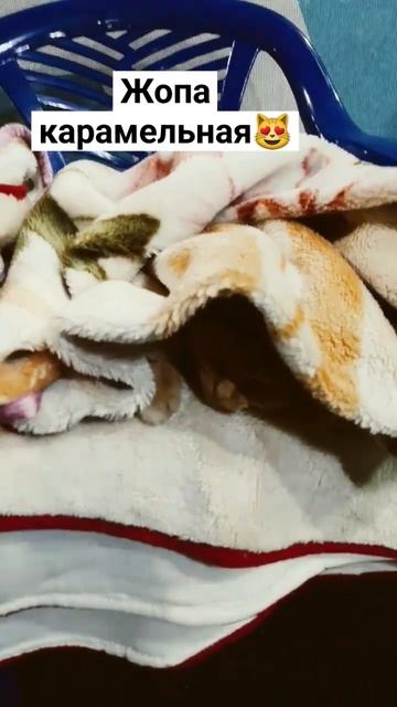 Апельсинка#funny #top #котики #добро