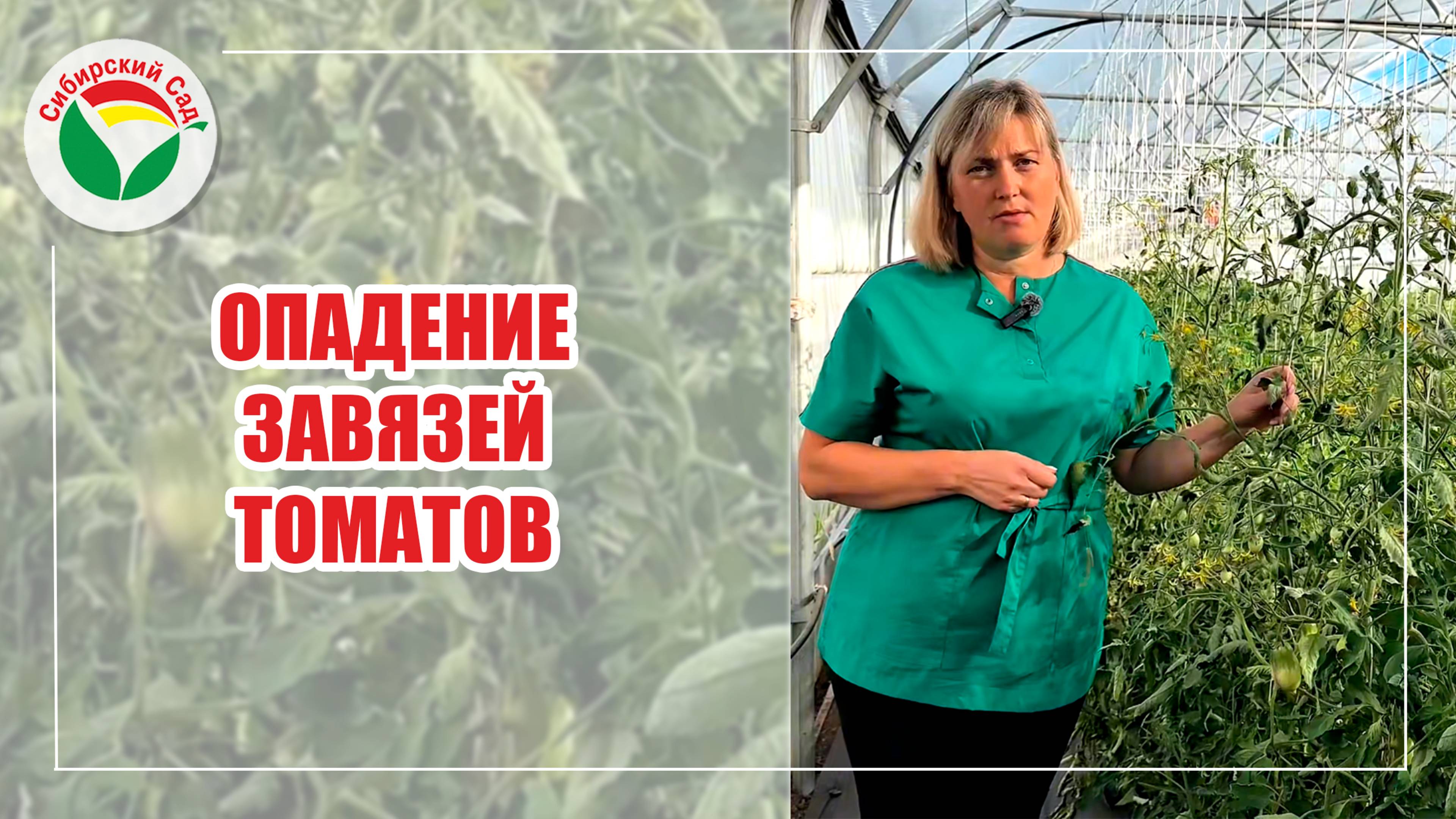 Опадение завязей томатов