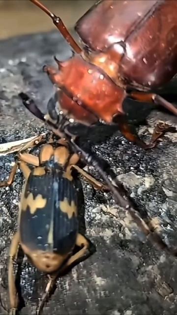 жук стреляет кислотой