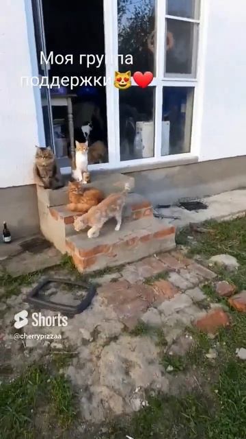 Котики #funny #painting #artist #котики #shorts #cats