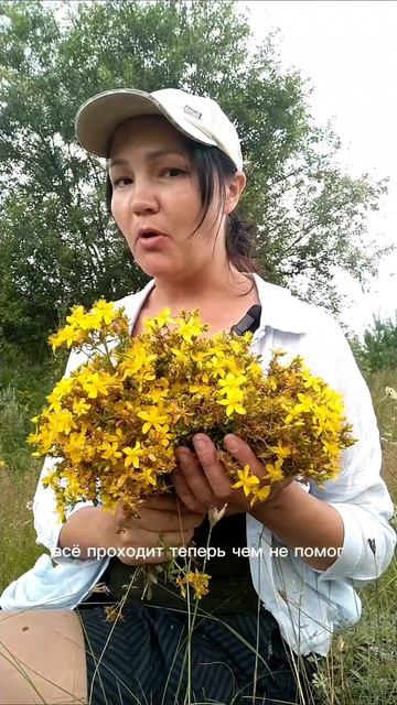зверобой - он такой🤷❤️💪