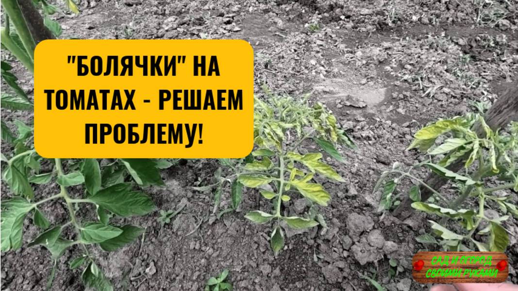 Пропадают низкорослые томаты на грядках! Очень важная подкормка для них! 2025!