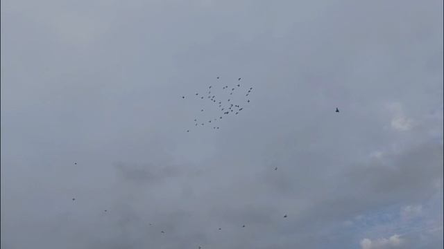 ПРОДАЖА БУХАРСКИХ И САМАРКАНДСКИХ ГОЛУБЕЙ.
