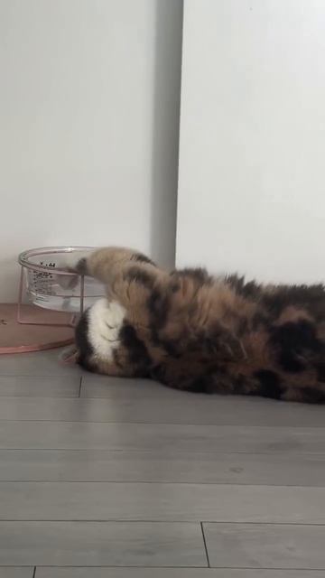 Лень одолела 🤣