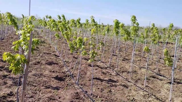 Клен серебристыйсахаристый (Acer) h 0,8-1,1м, С7, шт