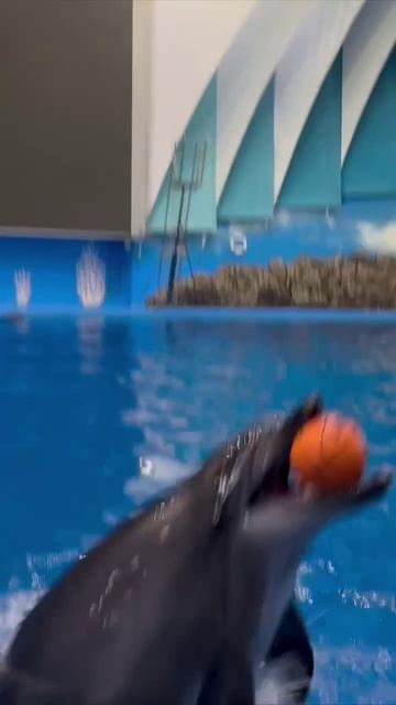 Разучили с афалинами новый номер 🔥