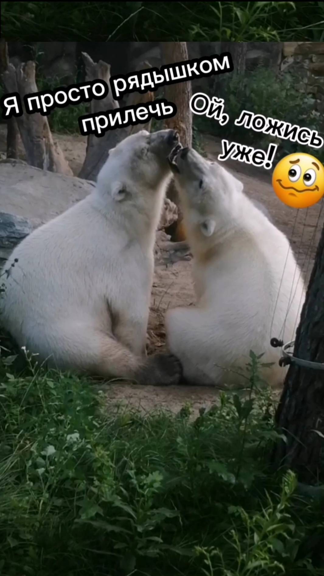 Медвежоны🥰 ну Можно мне рядом прилечь? Белка и Стрелка белые медведи