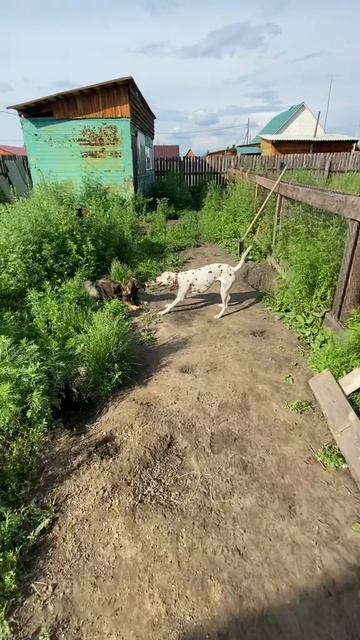 Джек играет с подружками 😍