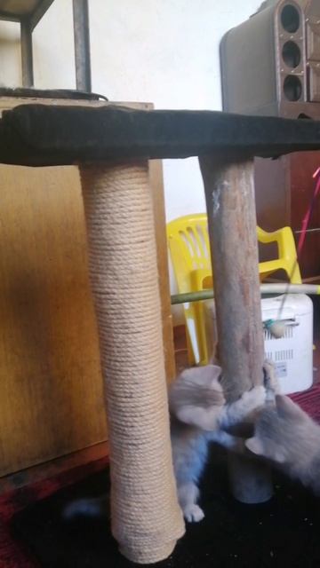 Котята, пока маленькие - такие забавные