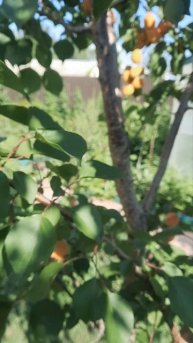 Абрикос Лель