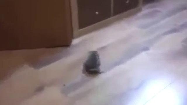 ПОСМОТРИТЕ КАК БЫСТРО ПЕРЕДВИГАЕТСЯ ЁЖИК ИГРАЯ В МЯЧИК