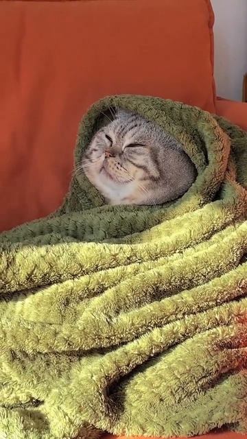 kitty is sleeping sweetly