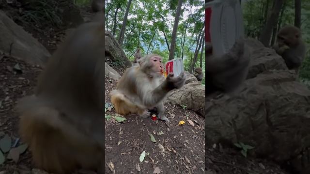 Обезьяна спилась