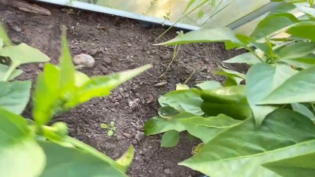 огород. Скажите, что не так?