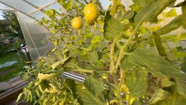 Тепличка как есть. Помогите