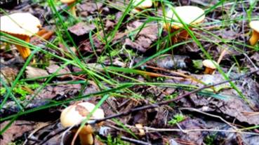 В лесу, июль 2025г.