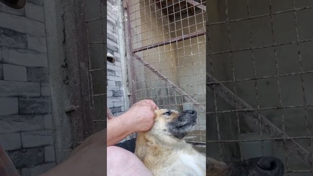 Подготавливаю место под бассейн. На собаках нашла клещей