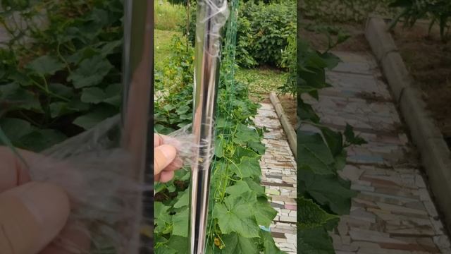 Лайфхак по использованию скотча в огороде.