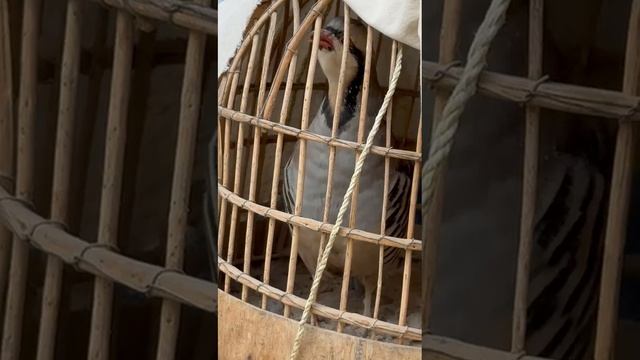 1000151533.mp4