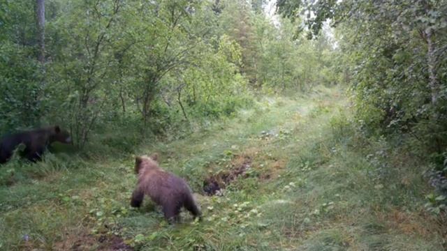 Медведи фото ловушка