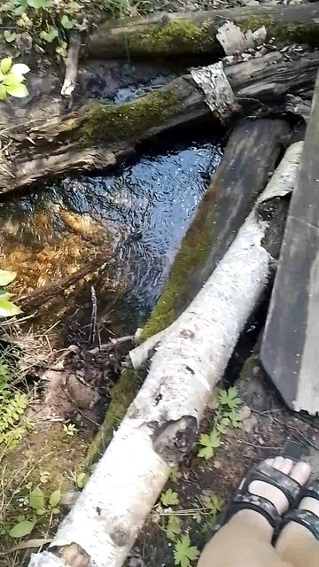 Видео из леса