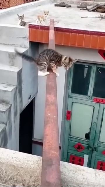 Котик молодец!Сумел пройти сложный путь 🐈🤩👏💐