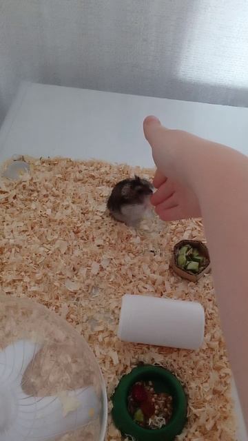 Хома