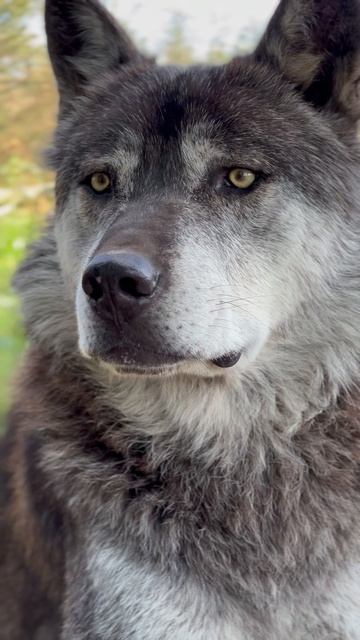 Раздетый волк 🐺‼️ летний вид Акелы.