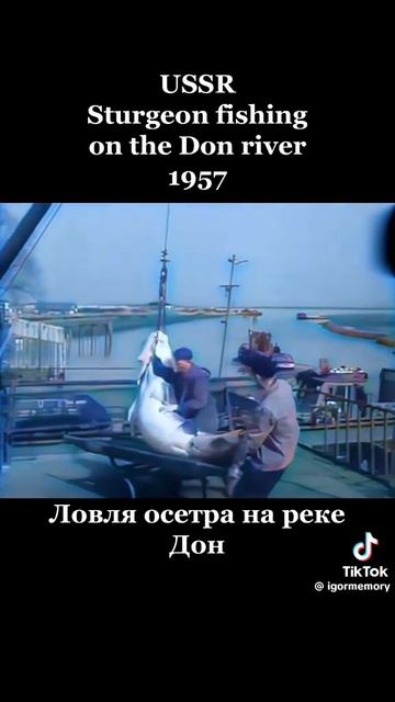 СССР 1957год. Дон, осётр.