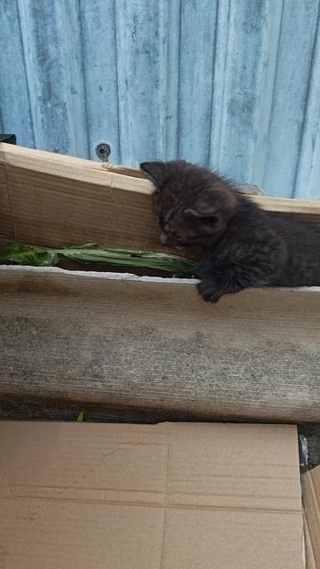 Котята подросли.