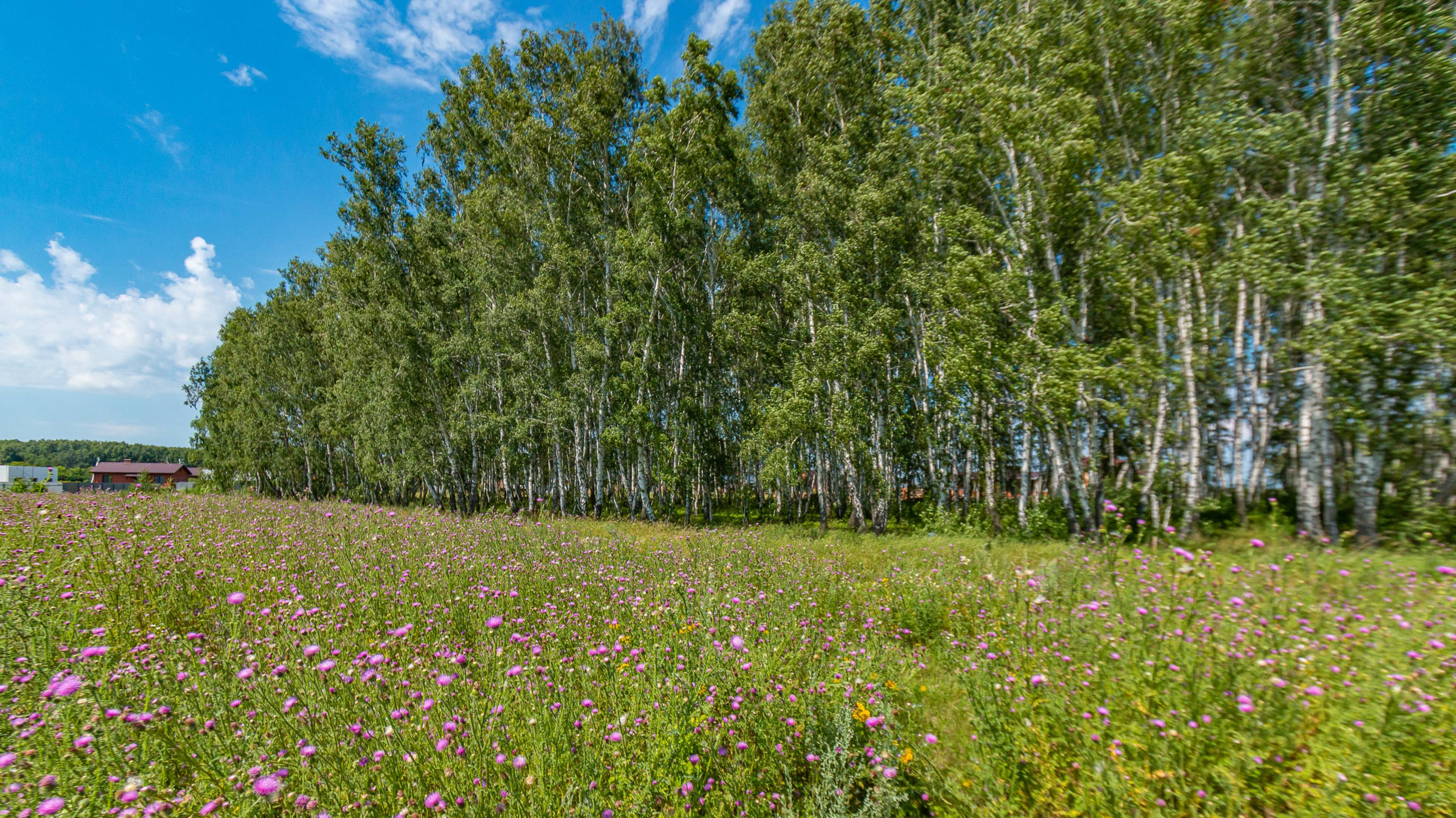 село Пушкино, улица Даргомыжского
